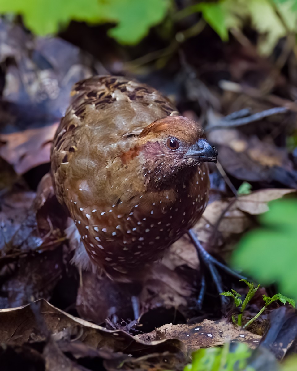 křepel skvrnitý - ML645816525