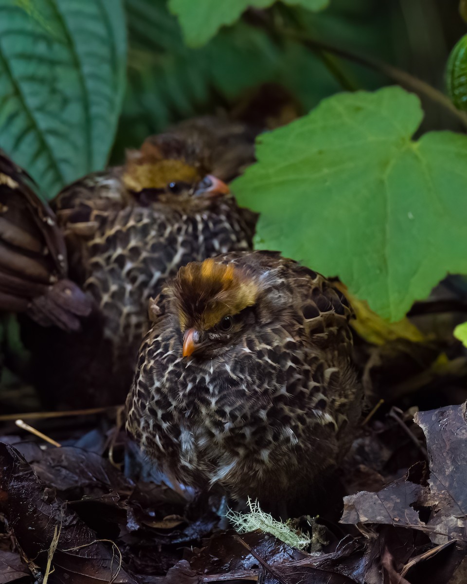 křepel skvrnitý - ML645816526