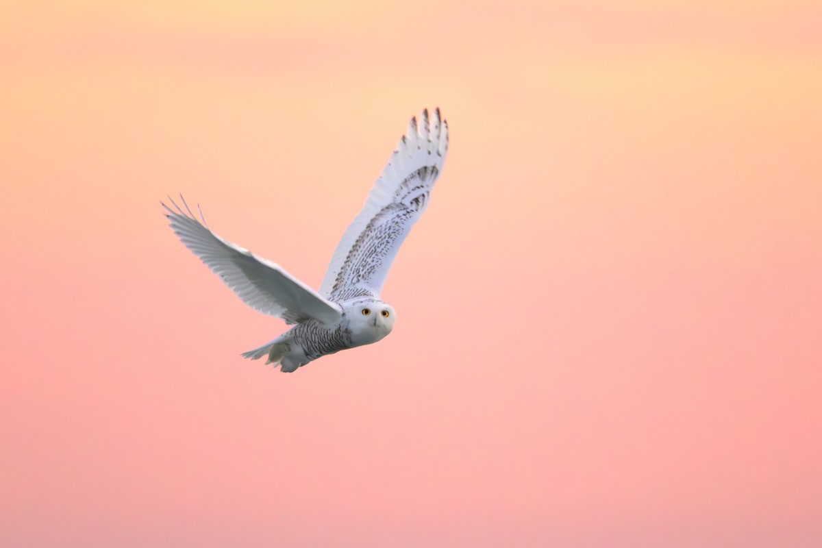 Snowy Owl - ML645816534