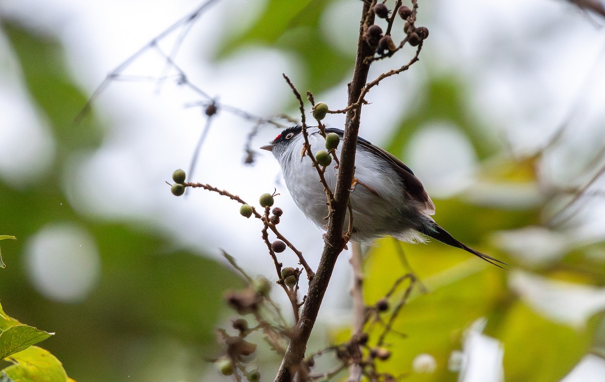 Pin-tailed Manakin - ML645816538