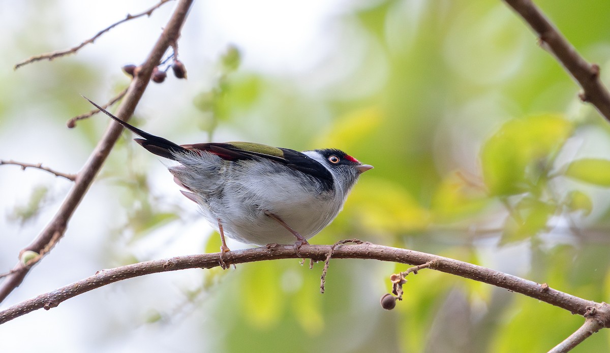 Pin-tailed Manakin - ML645816539