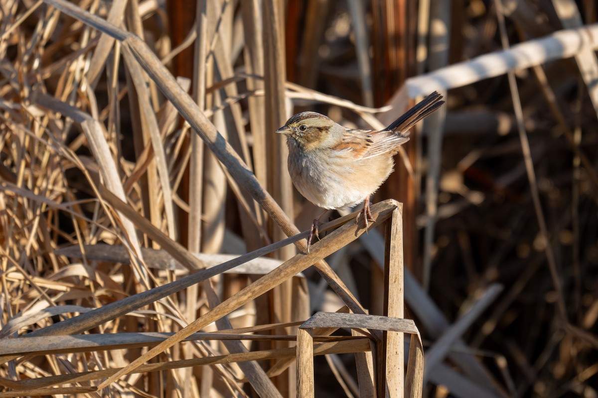 Bruant des marais - ML645816544