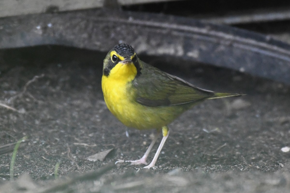 Kentucky Warbler - ML645816550