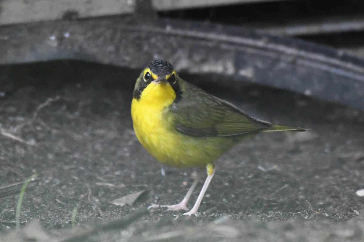 Kentucky Warbler - ML645816551