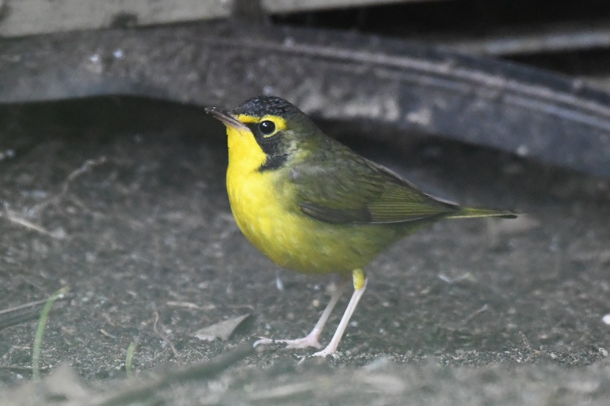 kentuckyparula - ML645816552