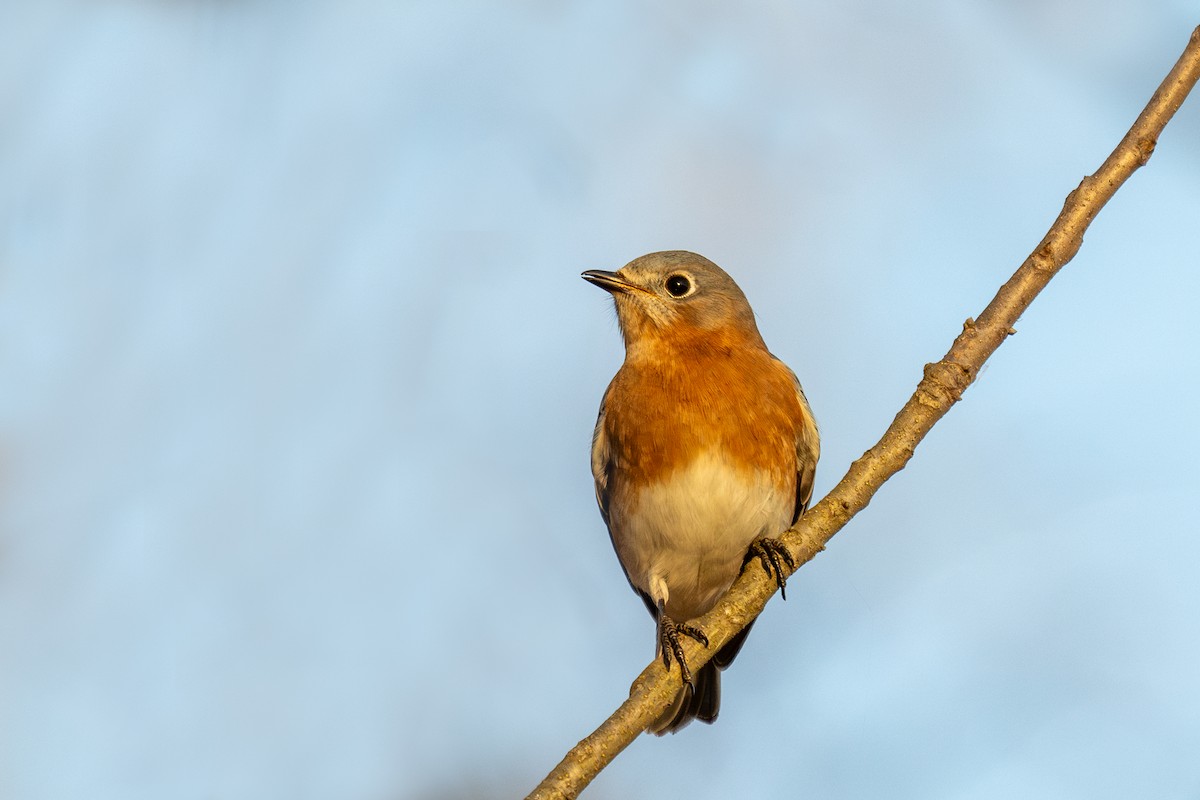 Eastern Bluebird - ML645816555