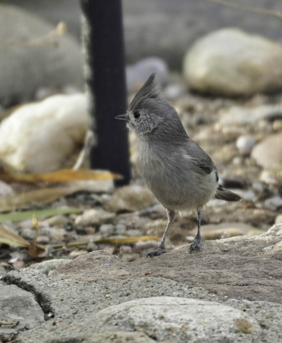Juniper Titmouse - ML645816560