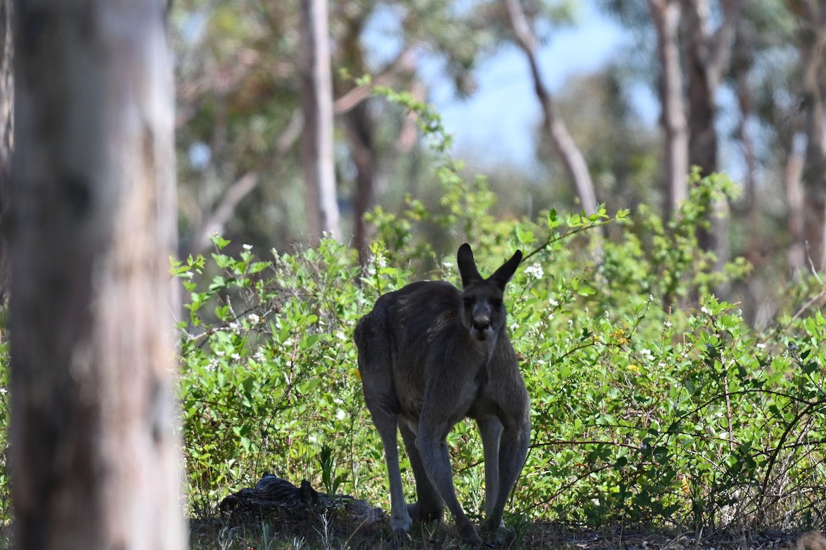 Eastern Grey Kangaroo - ML645816563