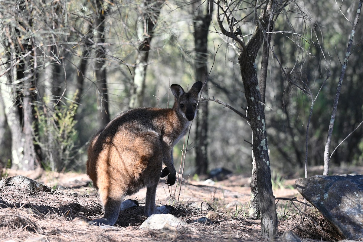 Red-necked Wallaby - ML645816564