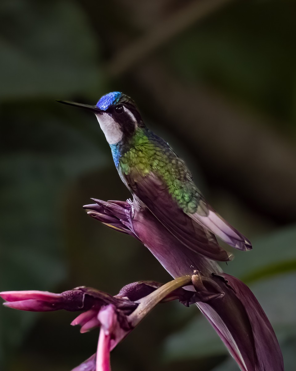 White-throated Mountain-gem - ML645816566