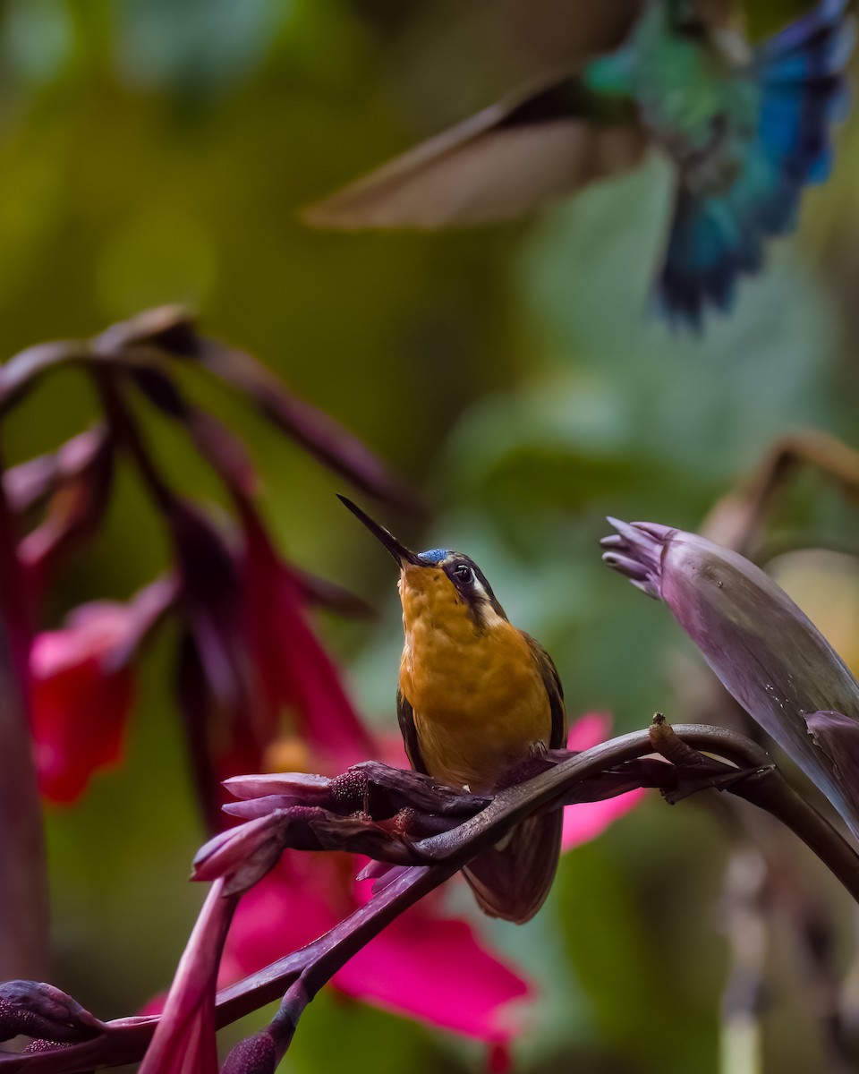 White-throated Mountain-gem - ML645816567