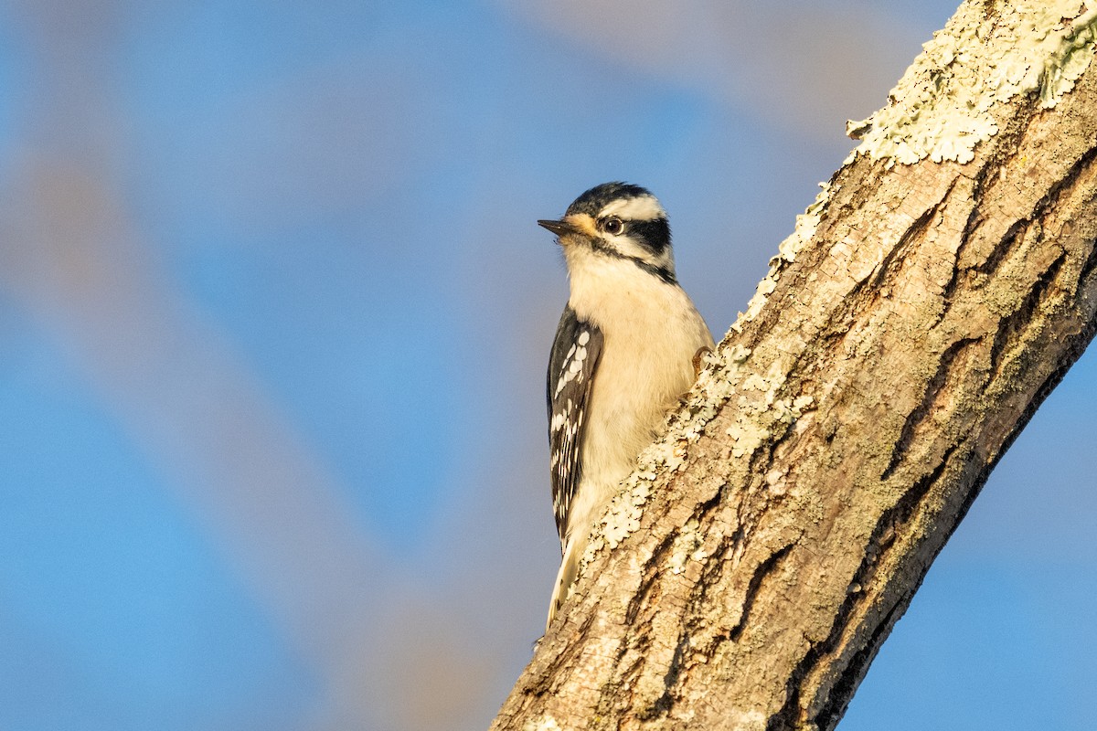 Downy Woodpecker (Eastern) - ML645816568