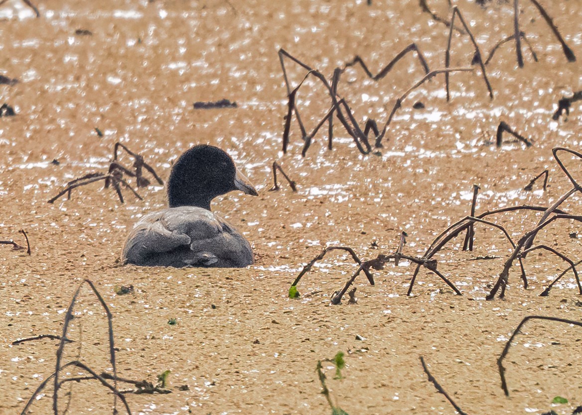 American Coot - ML645816569