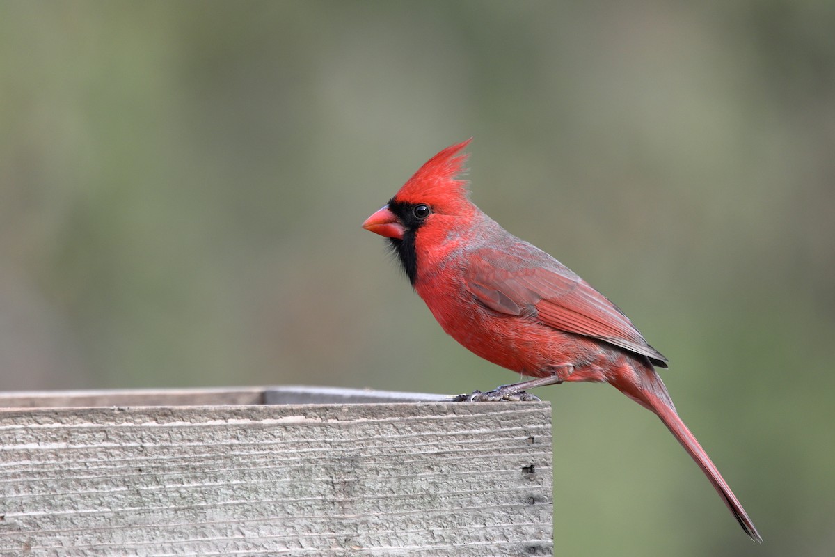 Northern Cardinal - ML645816570