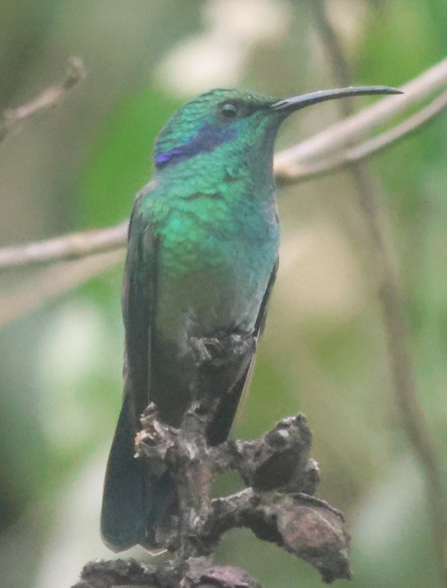 Lesser Violetear - ML645816571