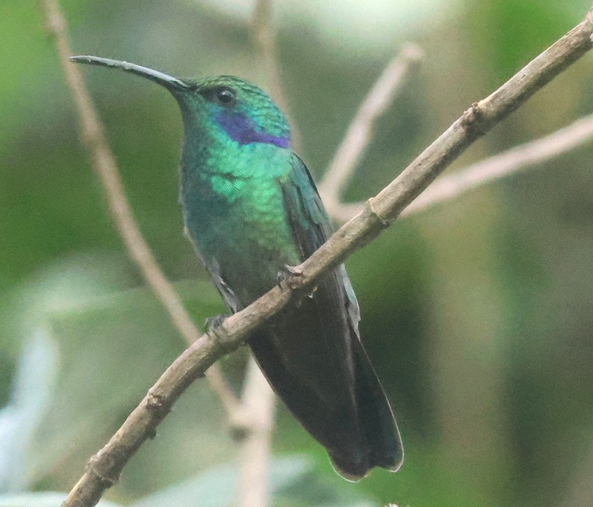 Lesser Violetear - ML645816573