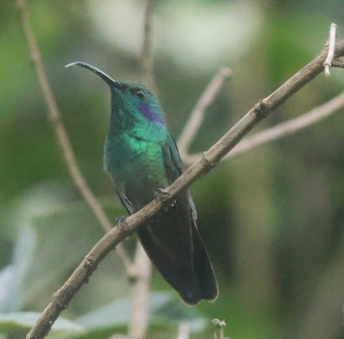 Lesser Violetear - ML645816574
