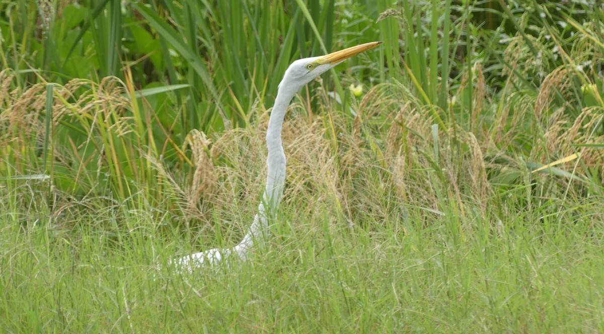Great Egret - ML645816576