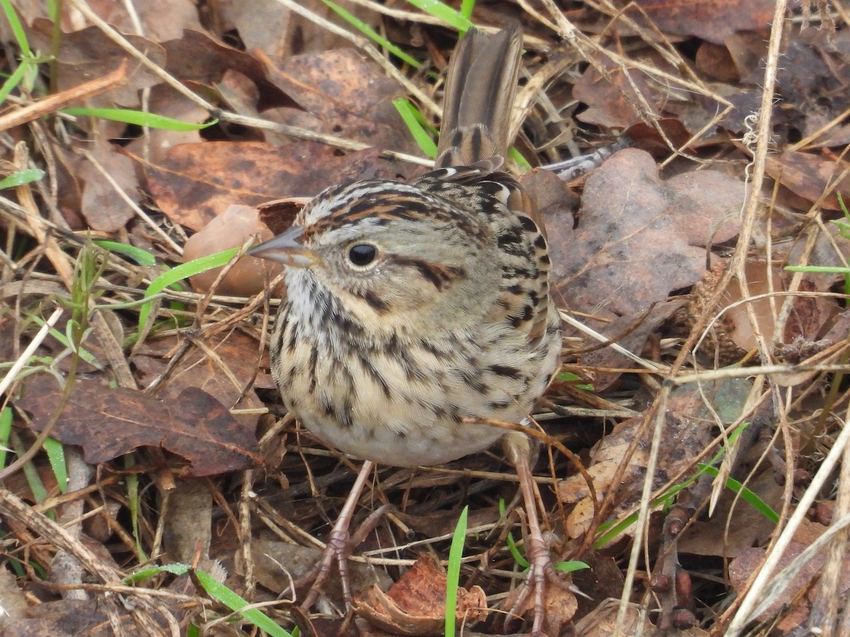 strnadec pruhohlavý - ML645816577