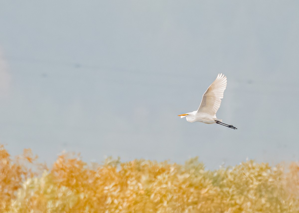 Great Egret - ML645816578