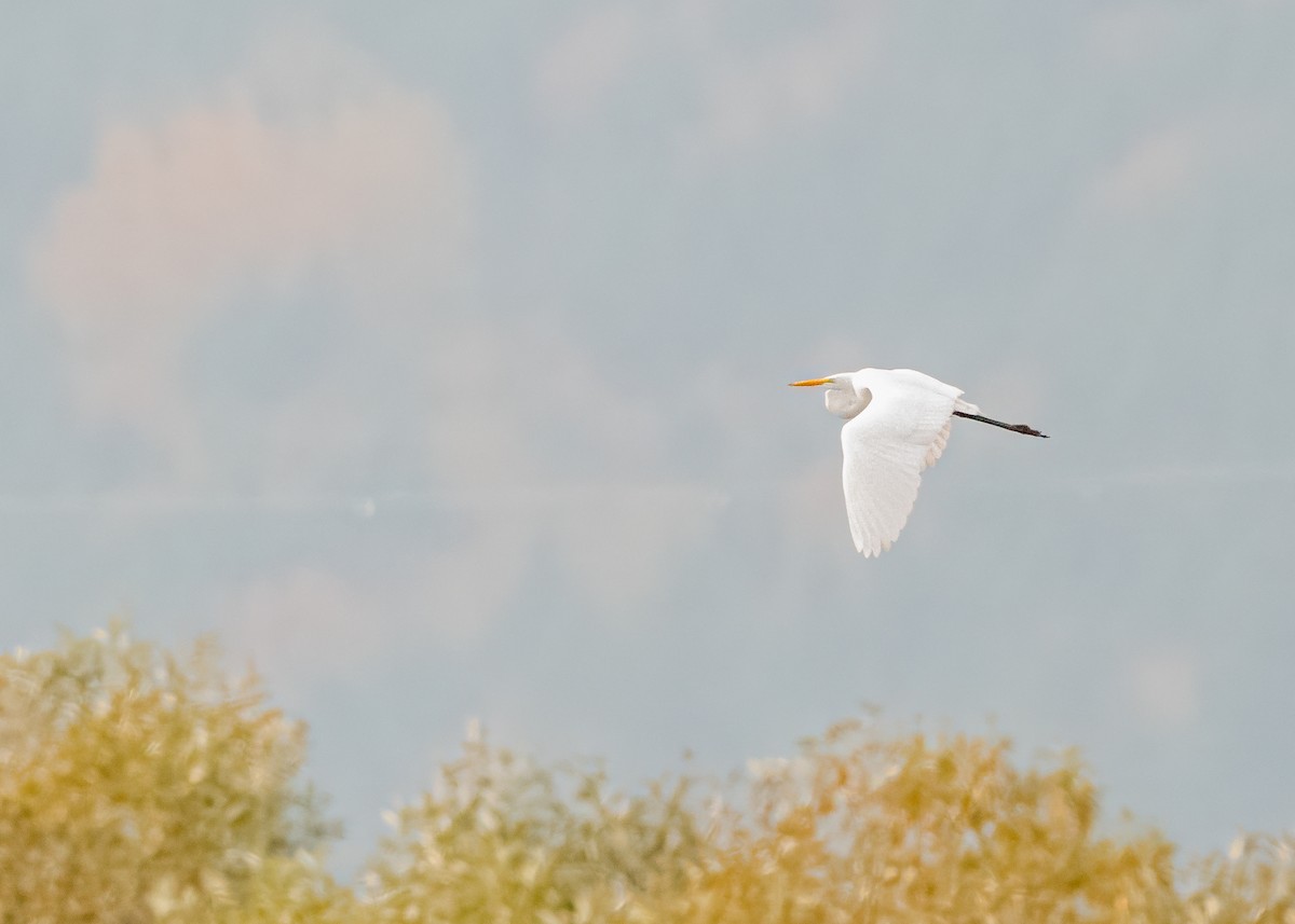 Great Egret - ML645816579