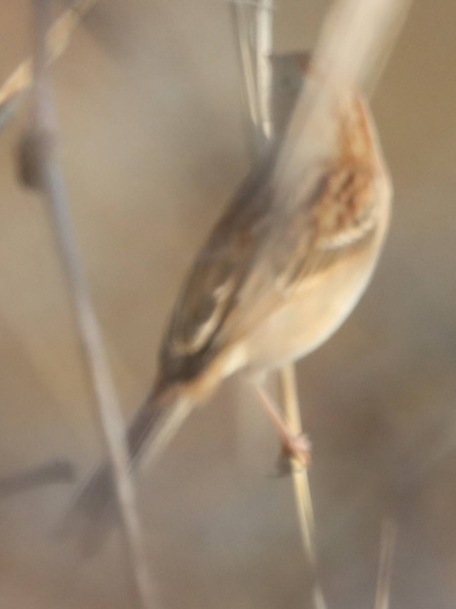 Field Sparrow - ML645816580