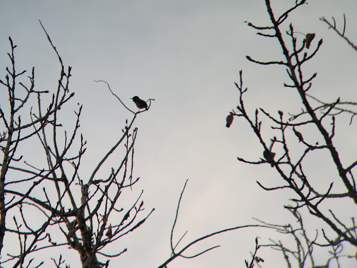 European Starling - ML645816581