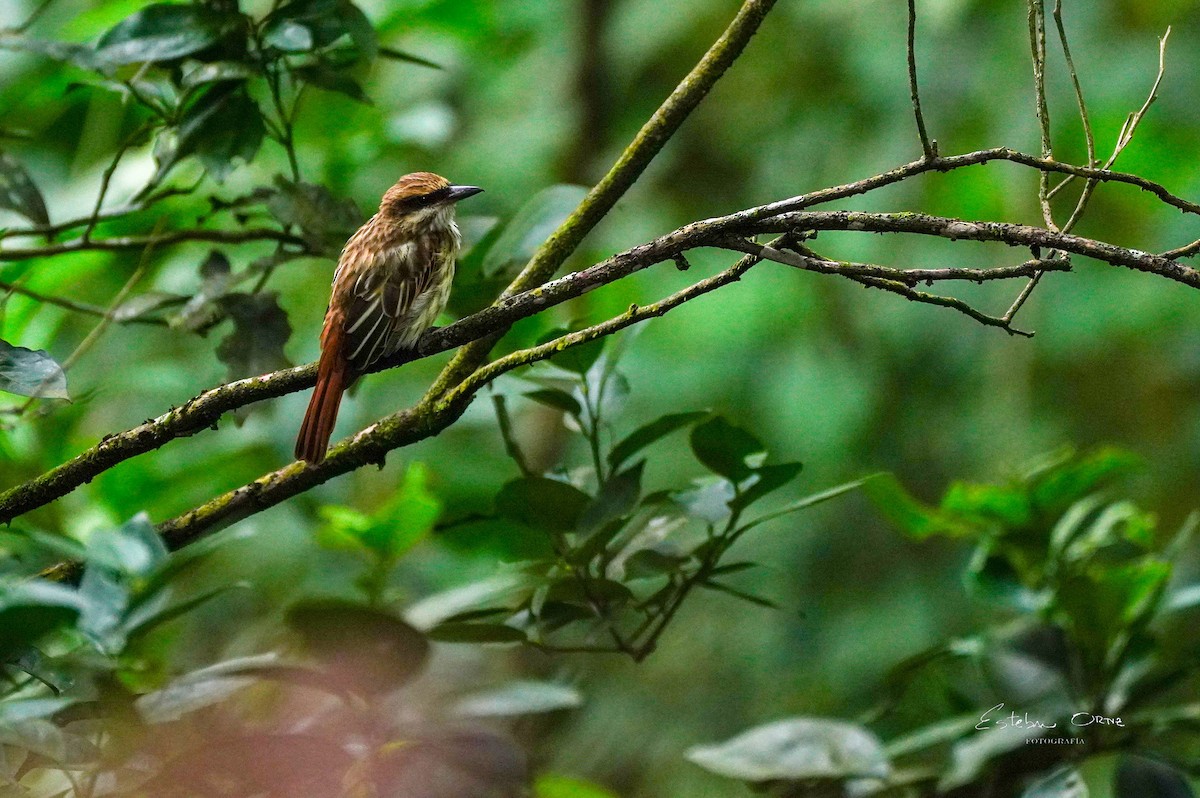 Streaked Flycatcher - ML645816582