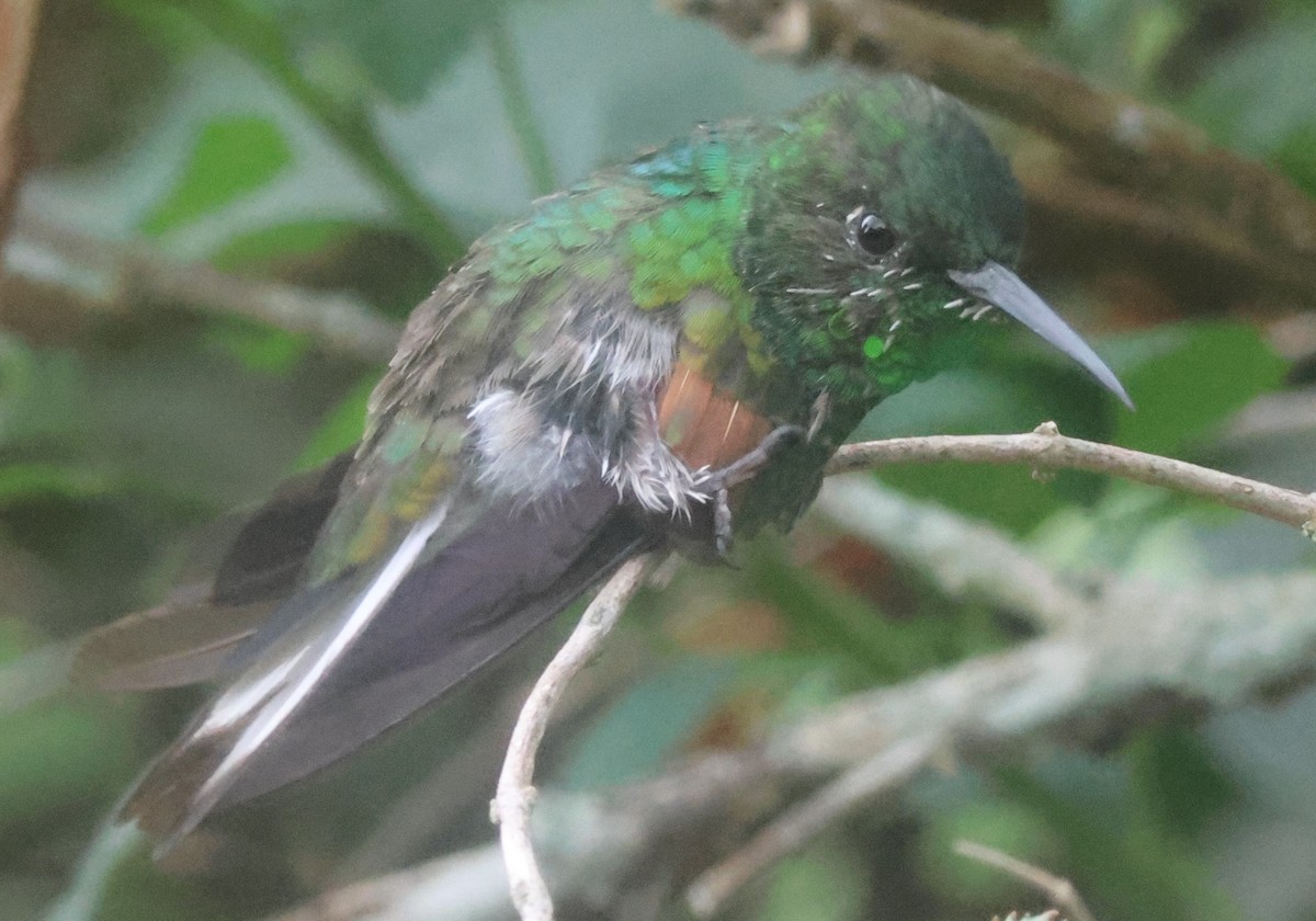 Stripe-tailed Hummingbird - ML645816584