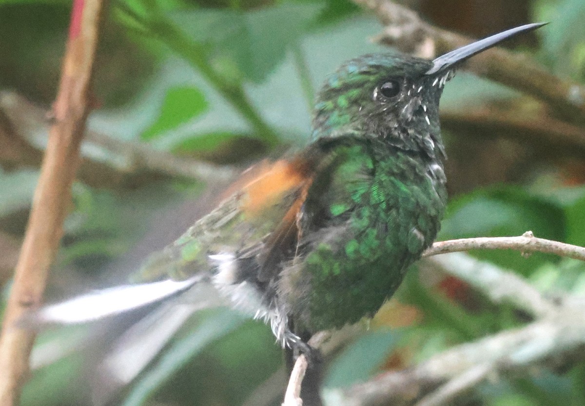 Stripe-tailed Hummingbird - ML645816585