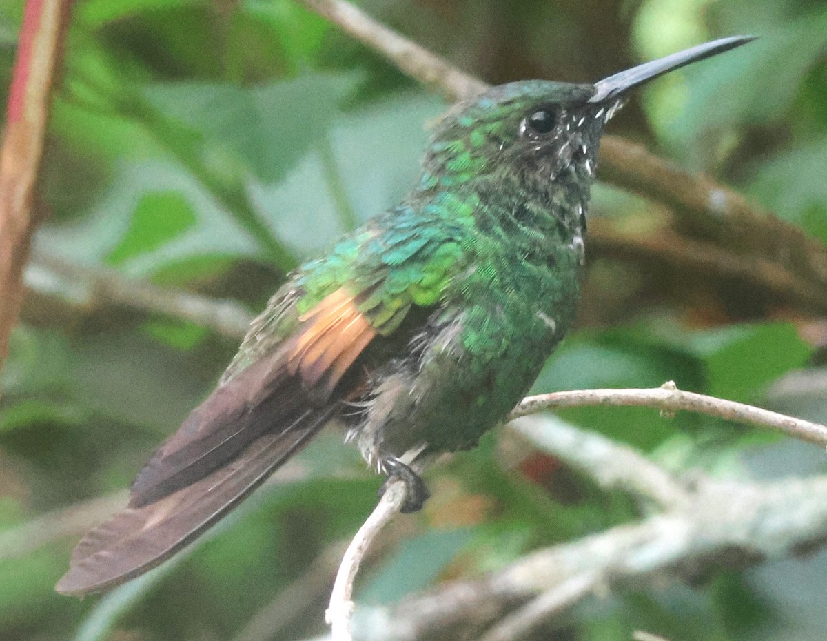Stripe-tailed Hummingbird - ML645816586