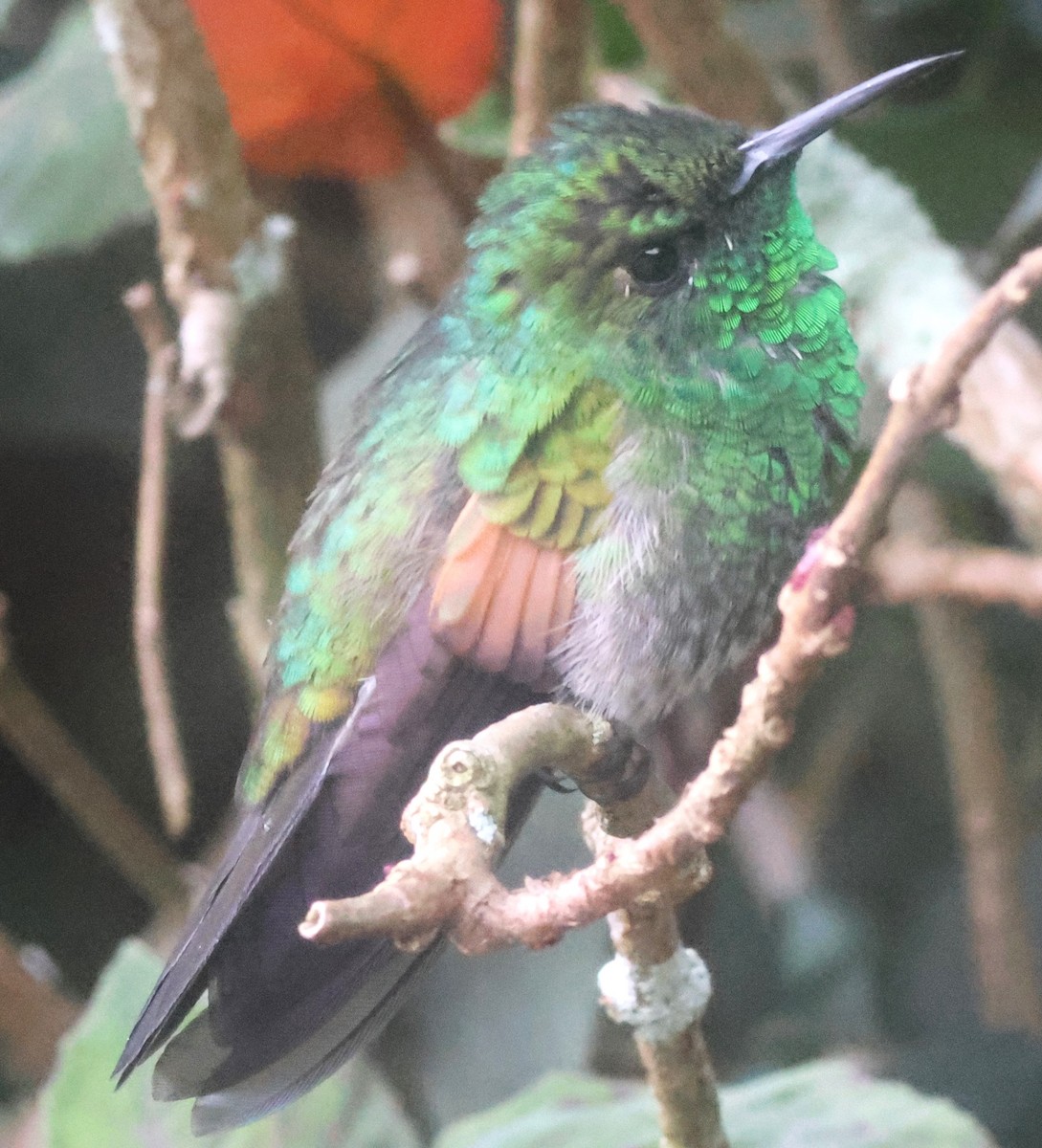 Stripe-tailed Hummingbird - ML645816587