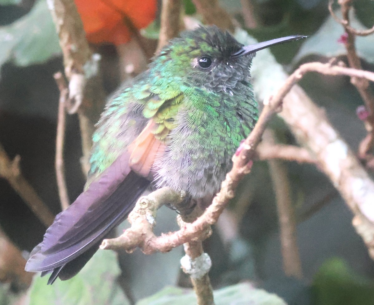 Stripe-tailed Hummingbird - ML645816588