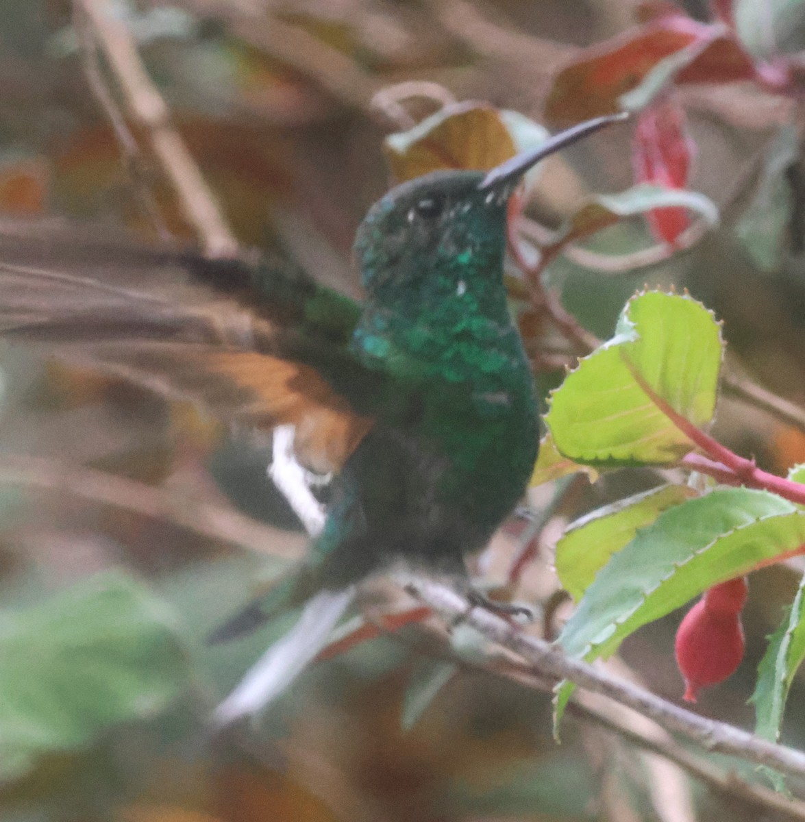 Stripe-tailed Hummingbird - ML645816589