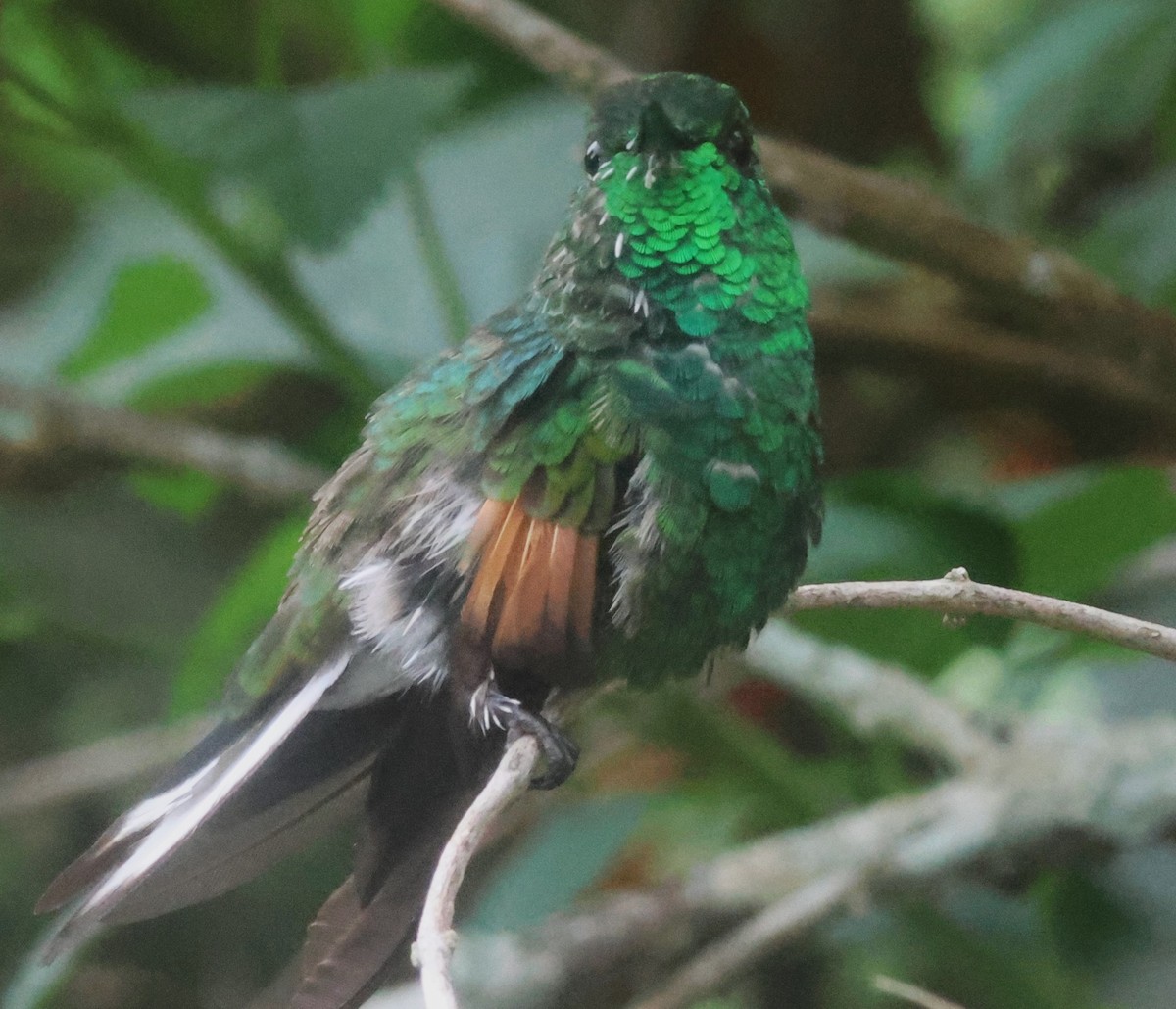 Stripe-tailed Hummingbird - ML645816590