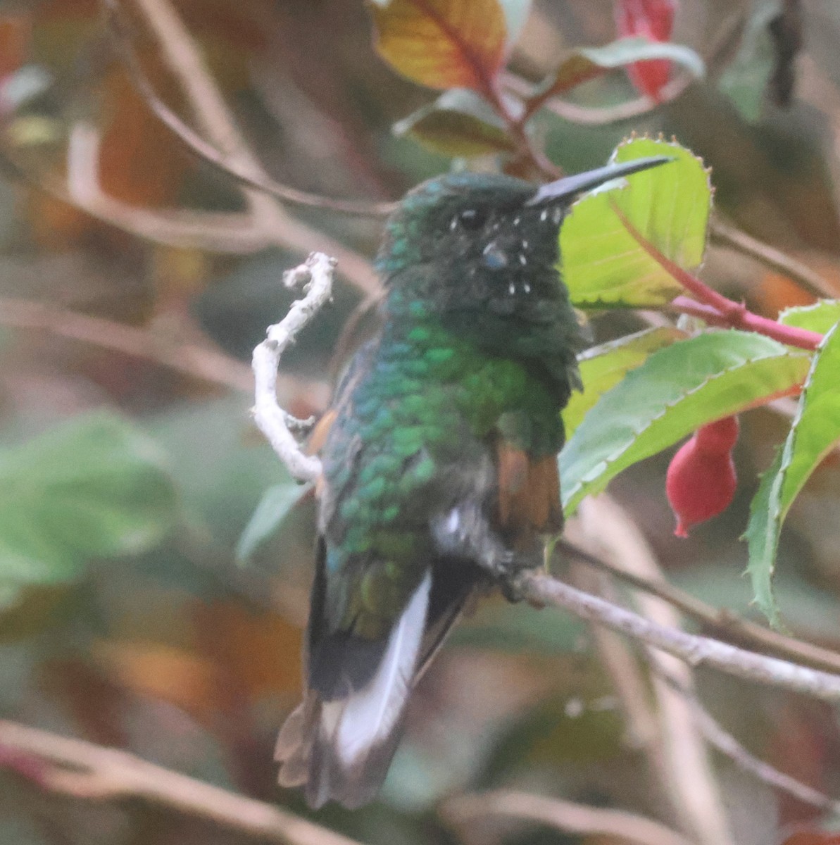 Stripe-tailed Hummingbird - ML645816592