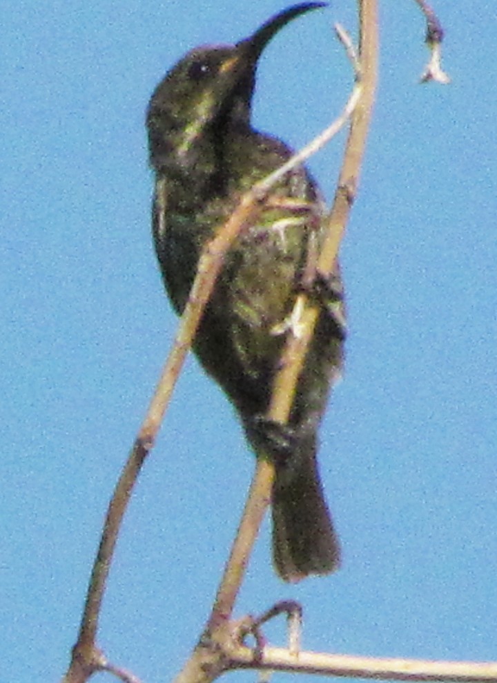 Scarlet-chested Sunbird - ML645816593