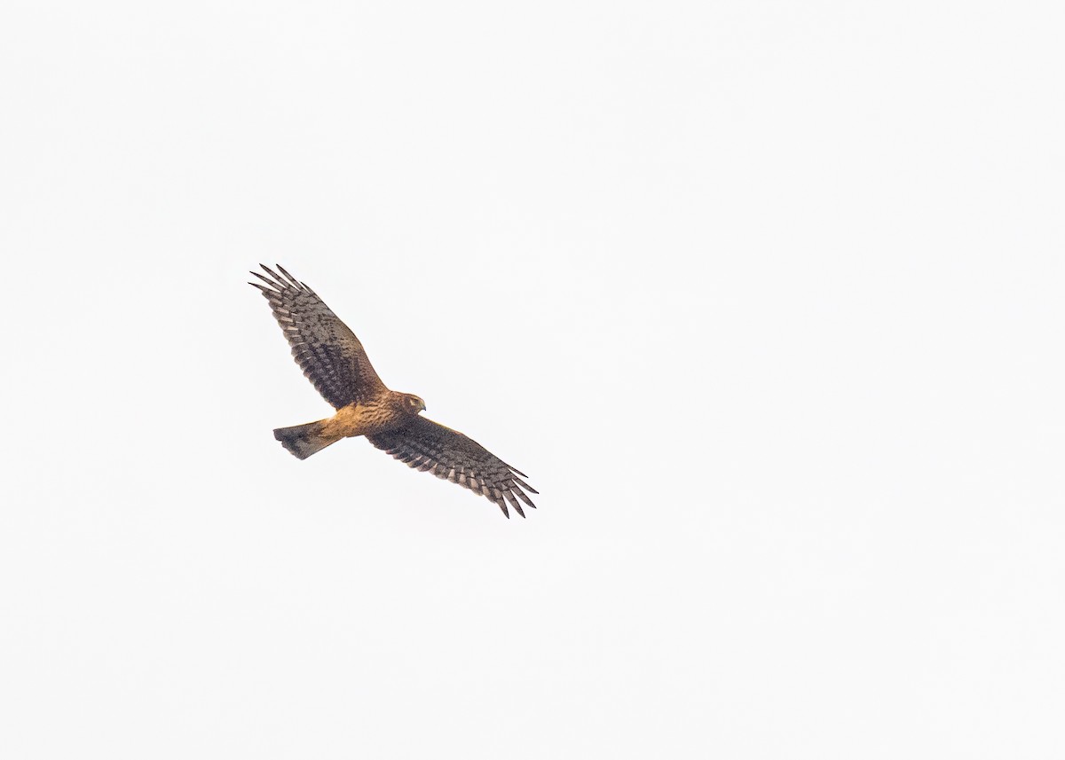 Northern Harrier - ML645816597