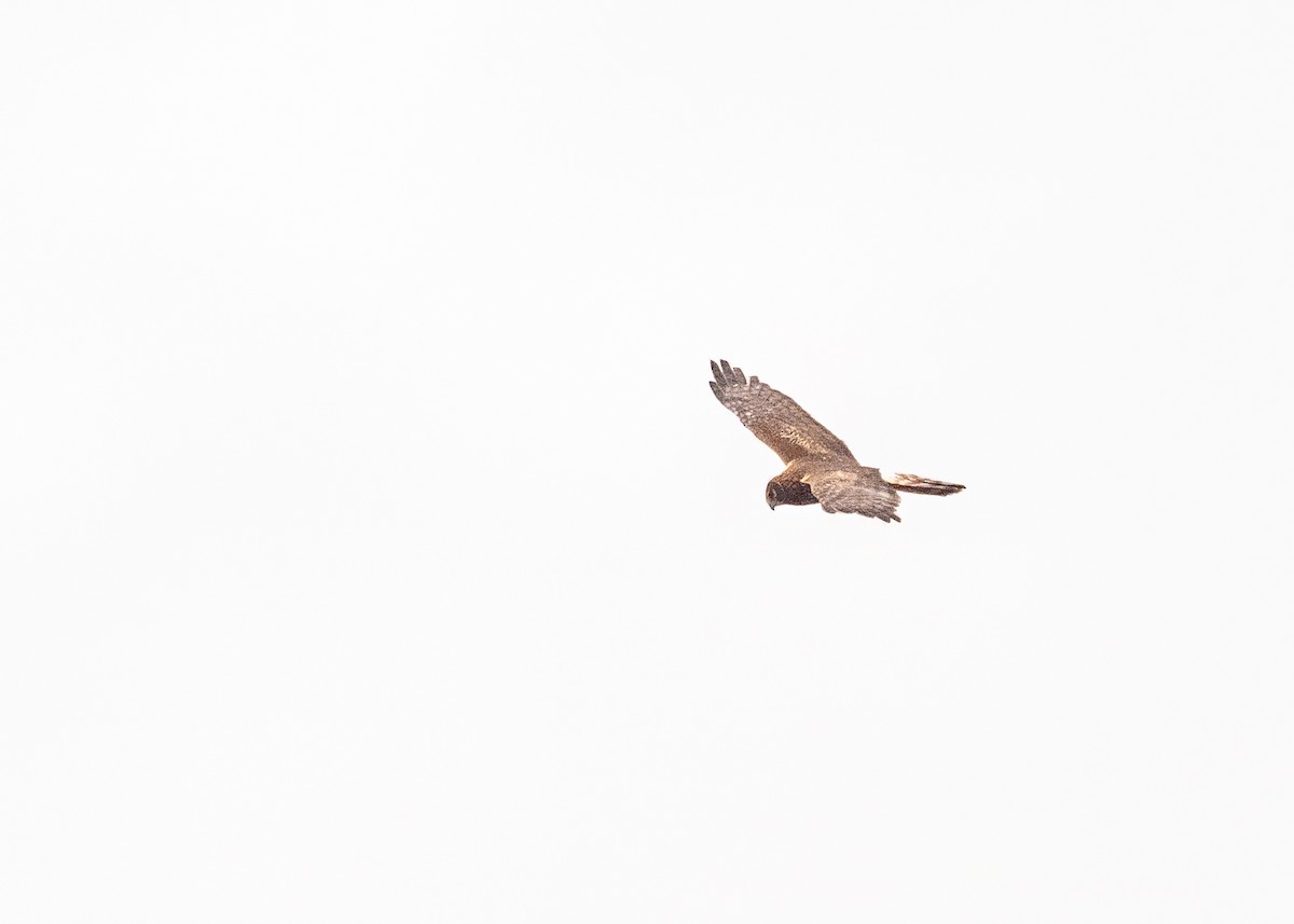 Northern Harrier - ML645816598