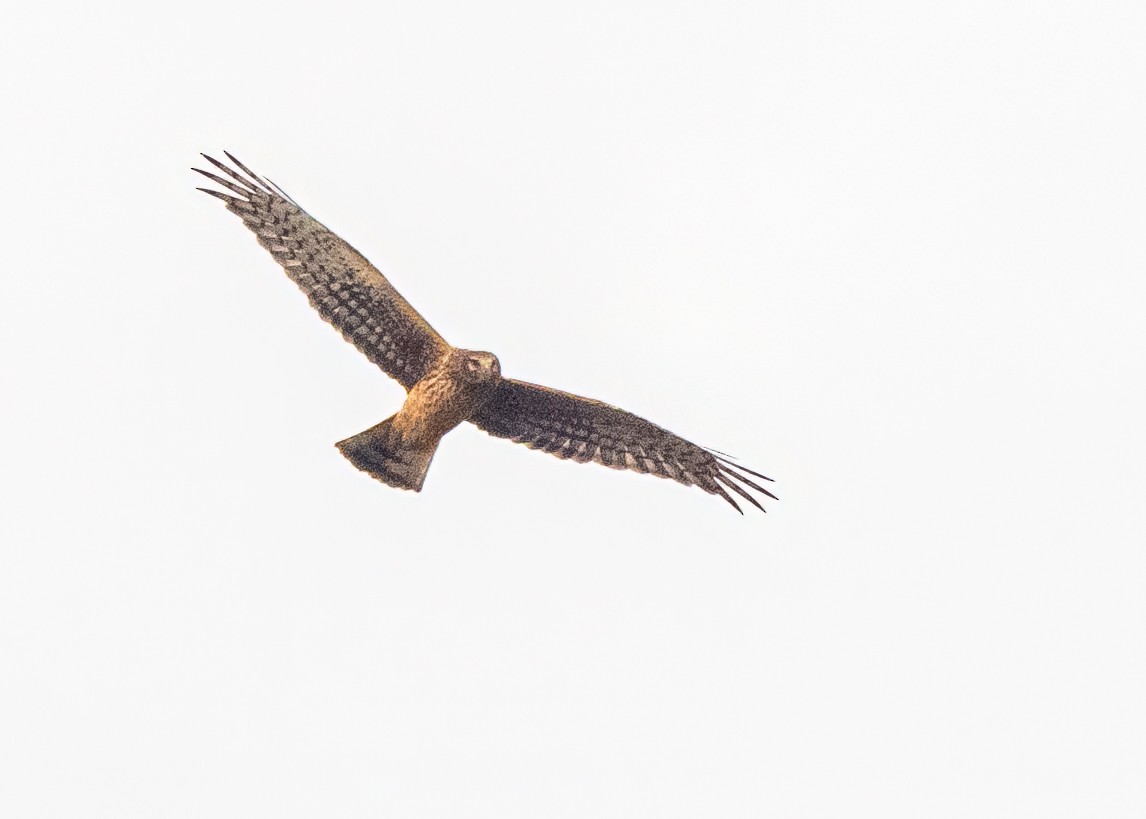 Northern Harrier - ML645816599