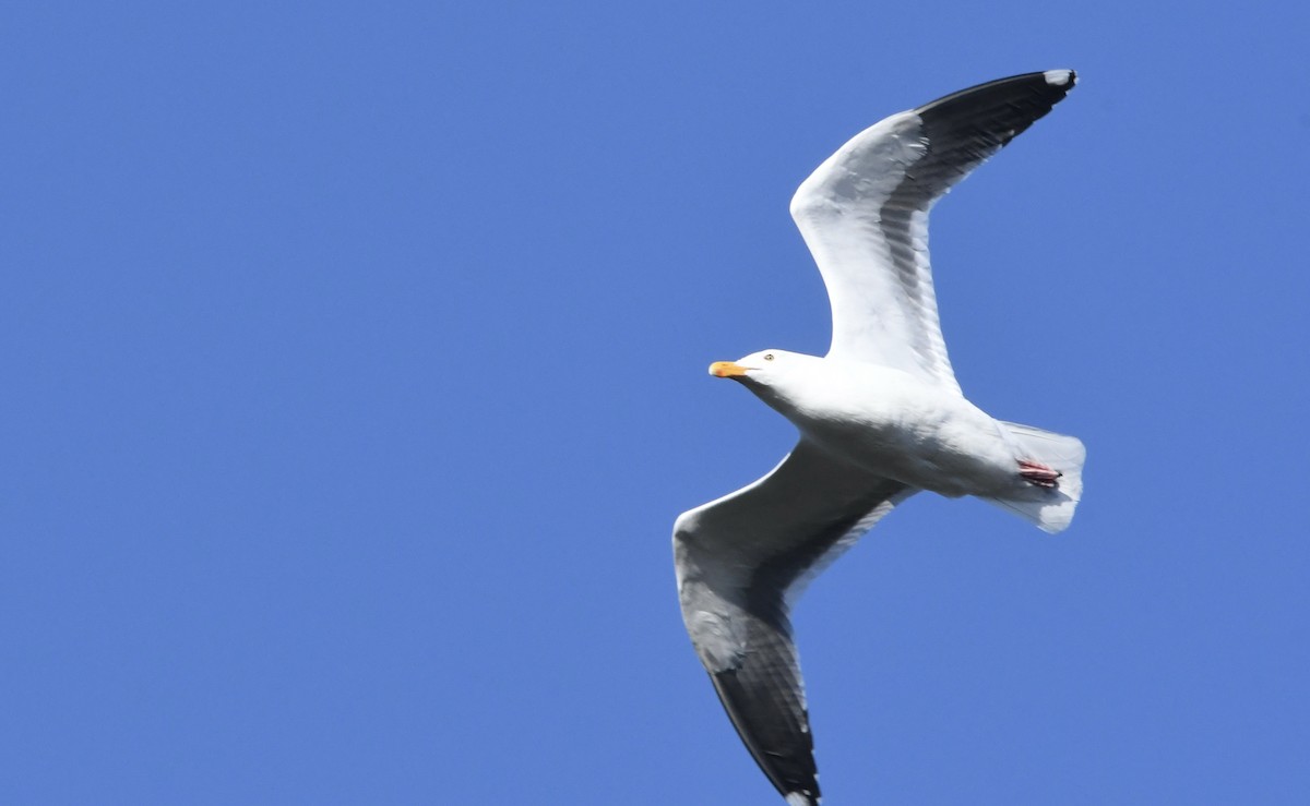 Western Gull - ML645816600
