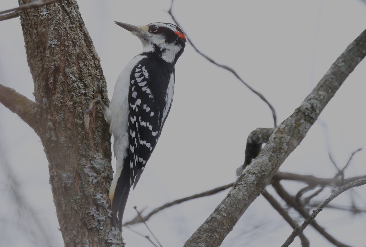 Hairy Woodpecker - ML645816601