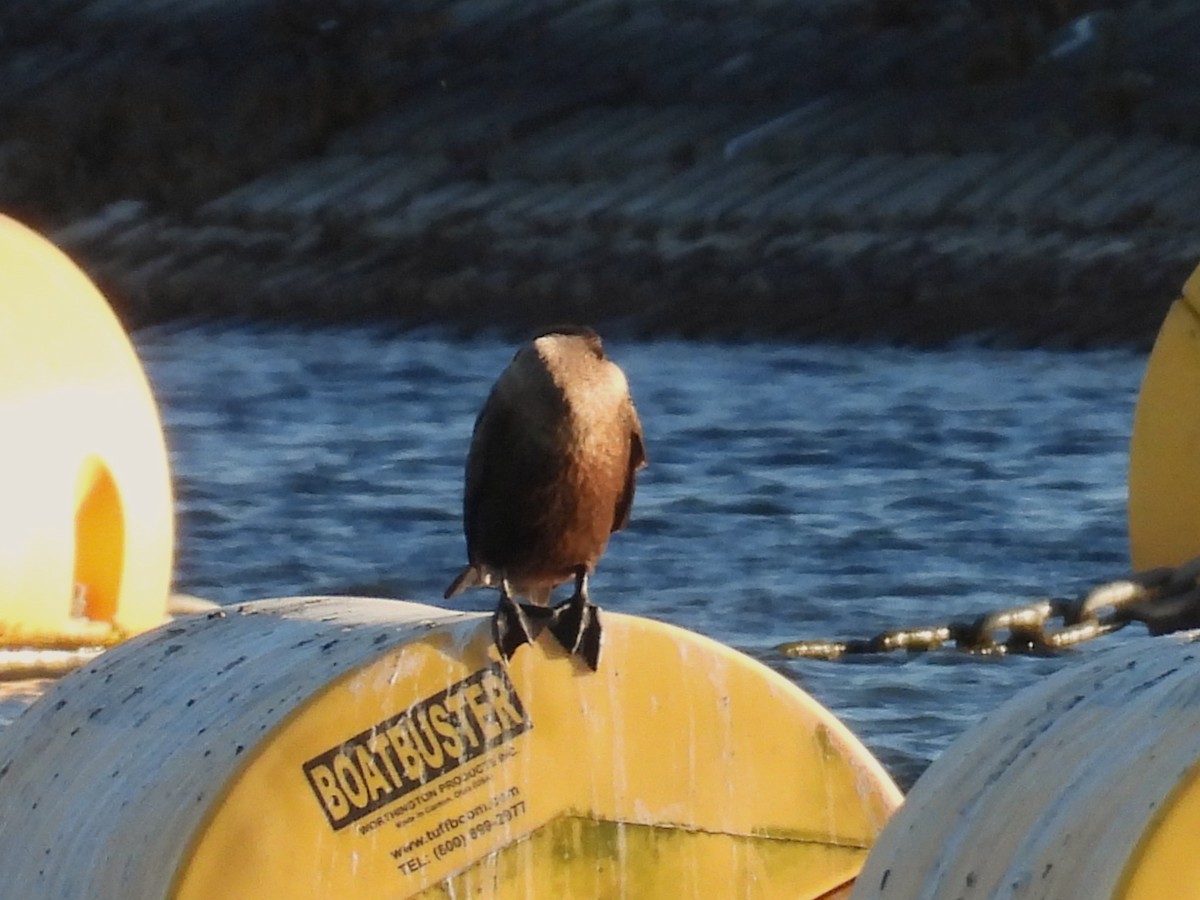 Double-crested Cormorant - ML645816602