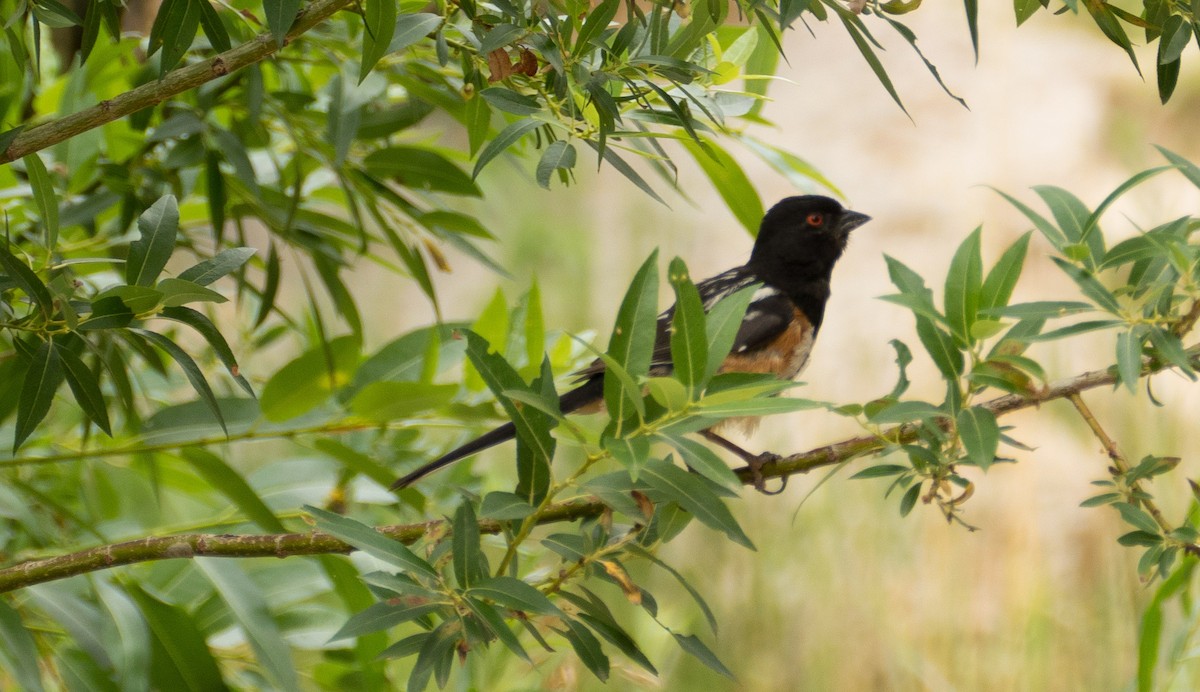 Spotted Towhee - ML64581661