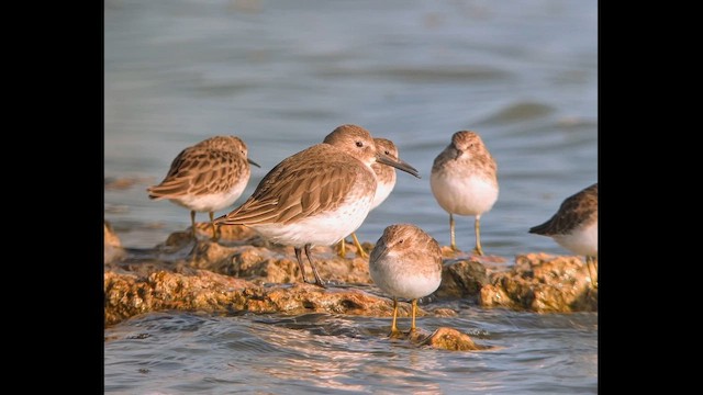 黑腹濱鷸 - ML645816611