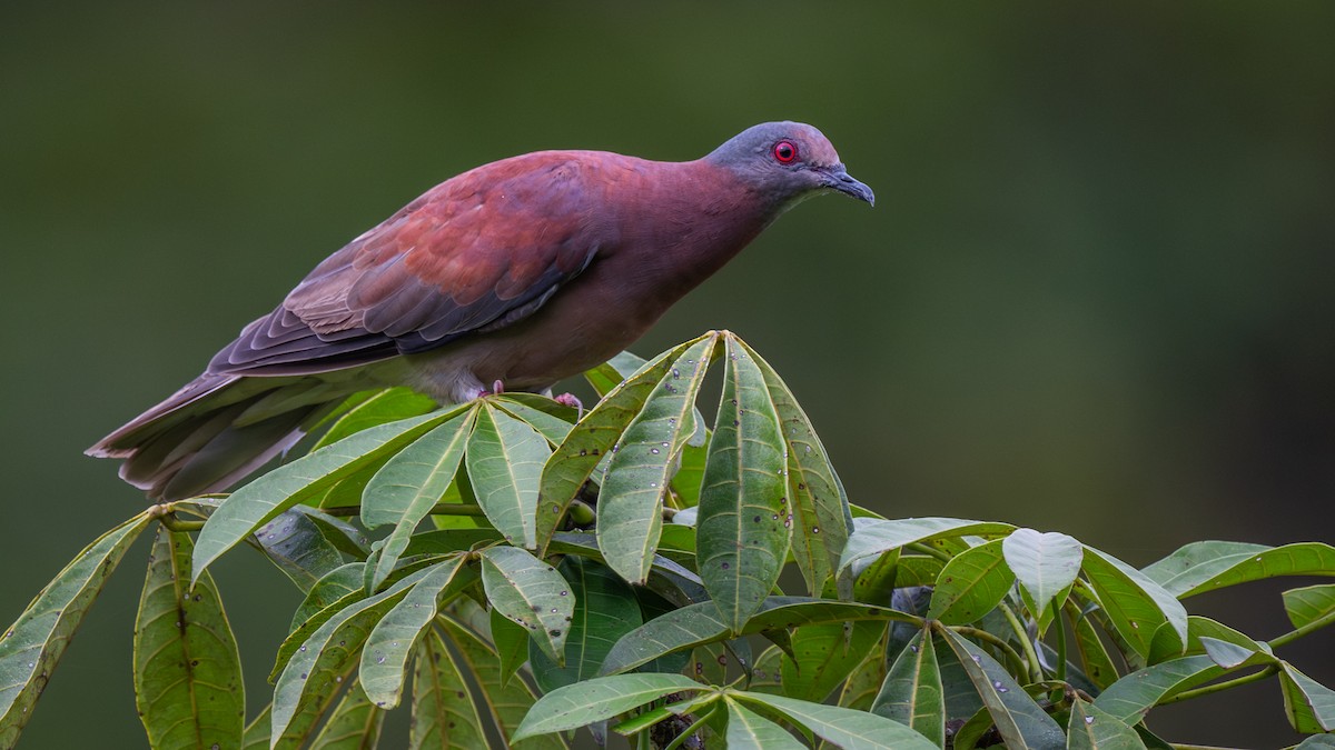 Pale-vented Pigeon - ML645816620