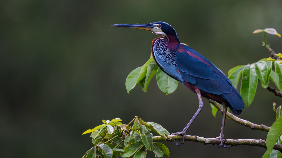 Agami Balıkçılı - ML645816640