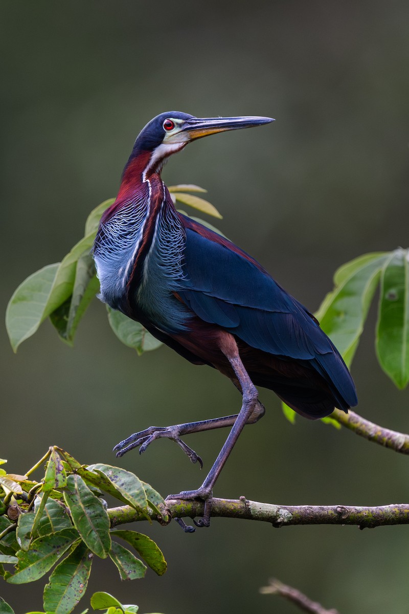 Agami Balıkçılı - ML645816651