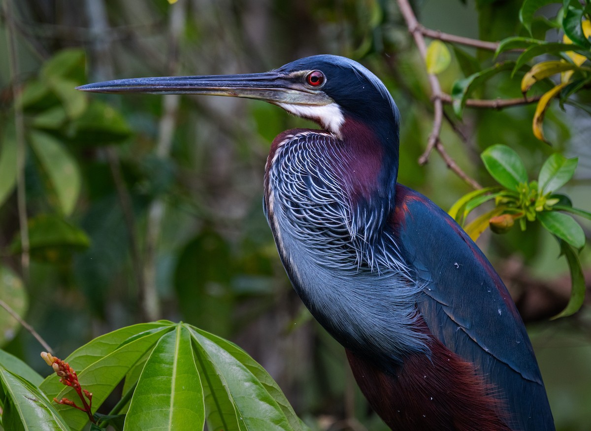 Agami Balıkçılı - ML645816652