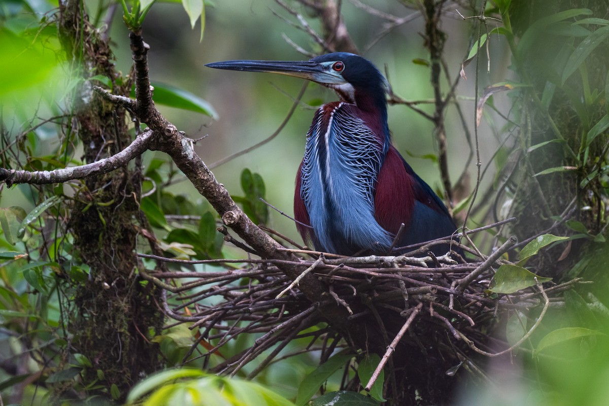 Agami Balıkçılı - ML645816653